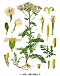 achillea