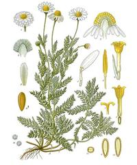 camomilla