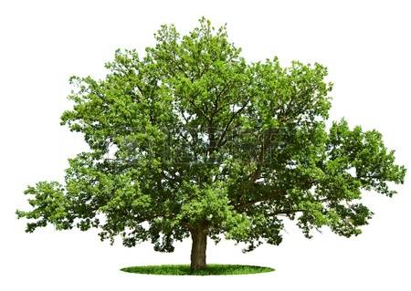quercia