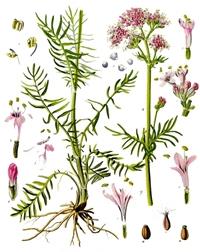 valeriana